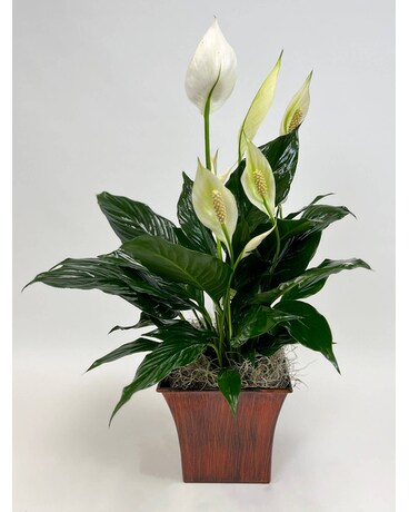 Divine Peace Lily Flower Arrangement