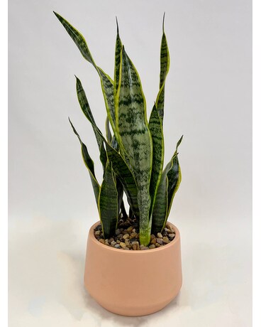 Mod Planter Plant