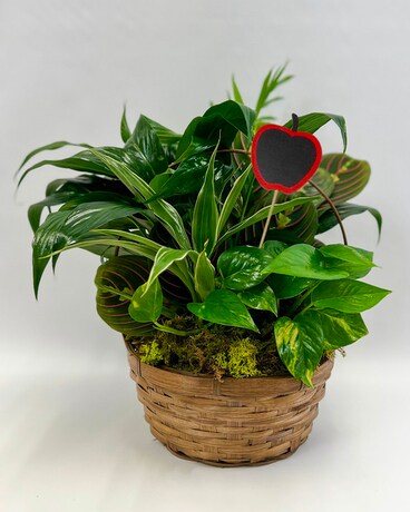 Simply Serene for Teacher Plant