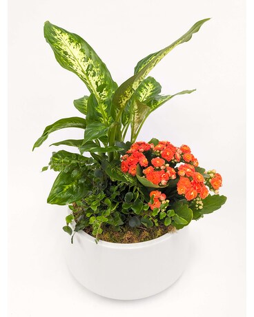 Leonata Plant
