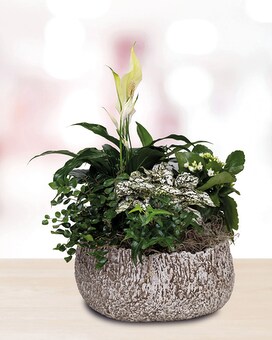 Millie Planter Plant