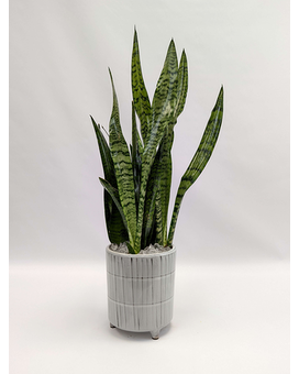 The Charles Plant
