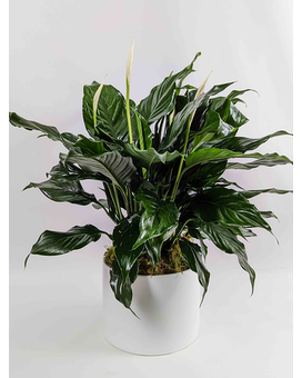 Standard size, 22 inches height and 19 inches wide.