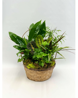 Luscious Garden Plant