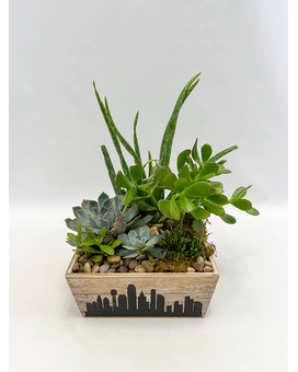 Dallas Succulent Planter Plant