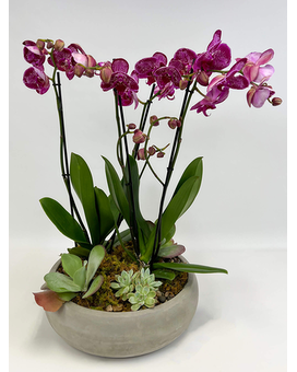 Vogue Orchid Planter Plant