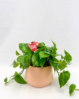Standard size, 12 inches height and 22 inches wide.
