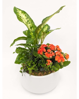 Leonata Plant