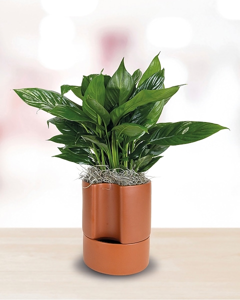 rare philodendrons for sale Philodendron domesticum variegata variegated 2.5