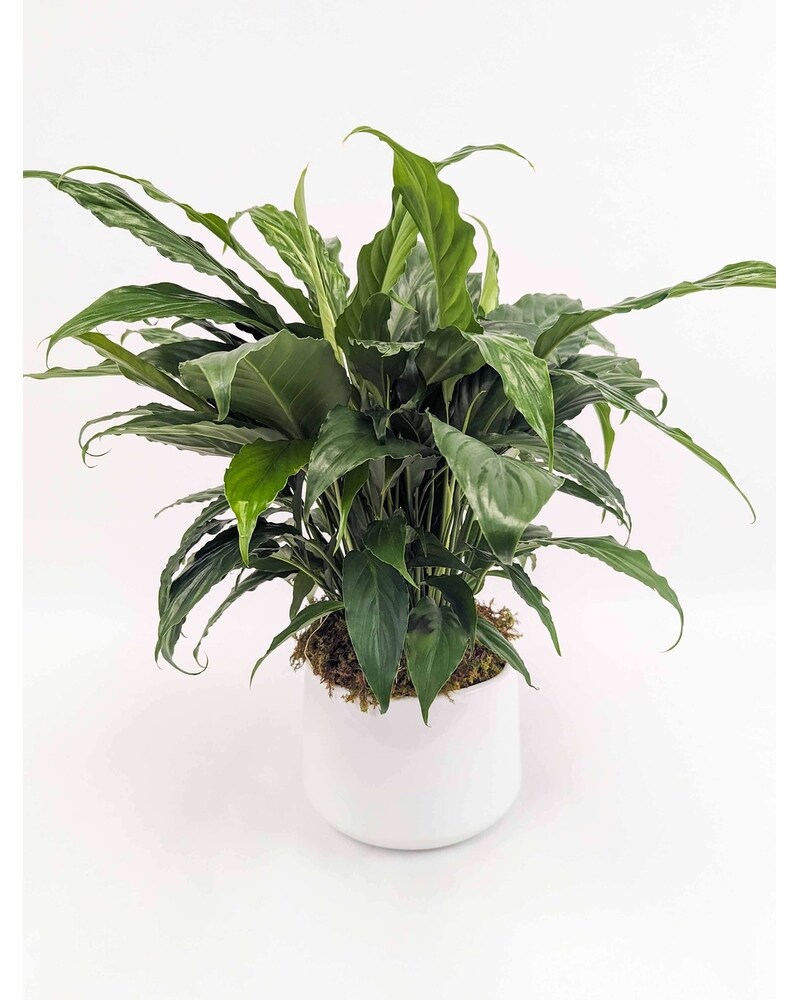 Peace Lily in Ceramic Pot in Arlington, Carrolton & Plano | In Bloom Flowers