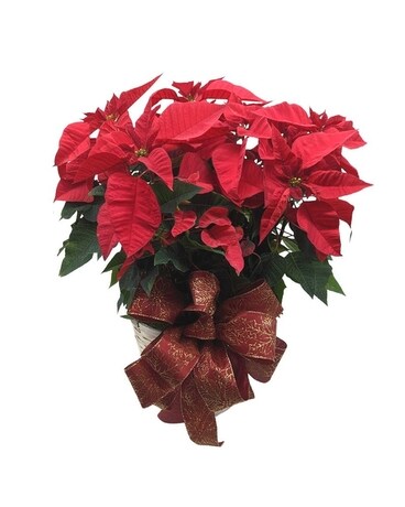 Medium Red size,  inches height and  inches wide.
