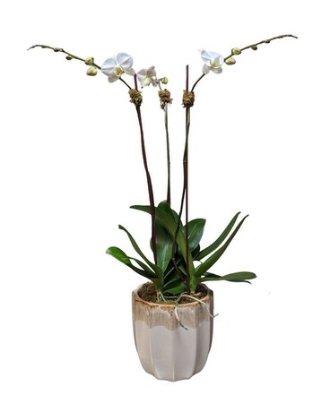 Orchid Trio Plant