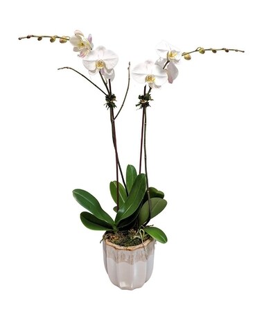 Orchid Duet Plant