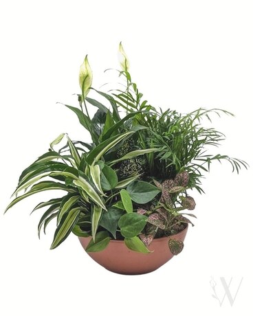 Serene Retreat Plant