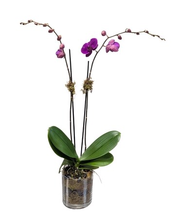 Passionately Plum Plant