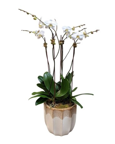 As Shown size, 29 inches height and 22 inches wide.