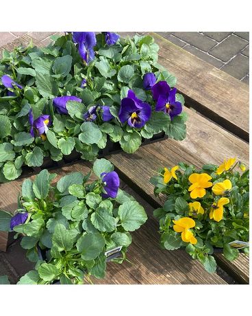 Pansy Packs Plant