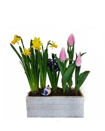 Bulb Garden Planter Plant