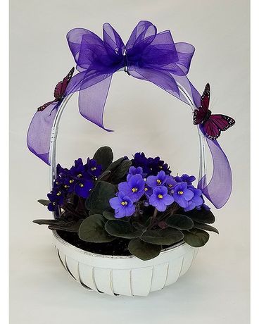 Violets and Butterflies Plant