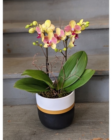 yellow and crimson orchid Plant