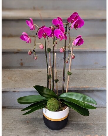 Triple Purple Phalaenopsis Orchid Plant
