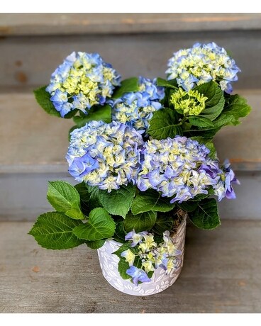 Beautiful Blue Hydrangea Plant