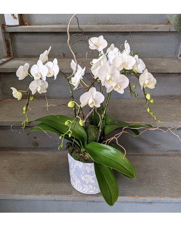 Petite White Phalaenopsis-four stemmed Plant