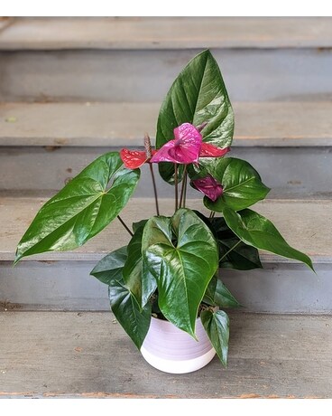 Purple Hues Anthurium Plant