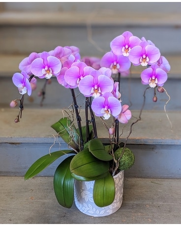 She's A Beauty Orchid Plant
