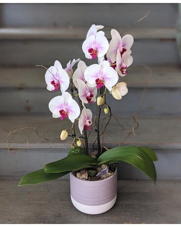 Lavender Cheeks Phalaenopsis Orchid Plant