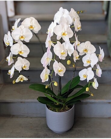 Large Phalaenopsis Orchid Plant