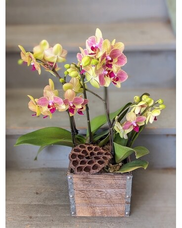 six stemmed variegated phalaenopsis orchid Plant
