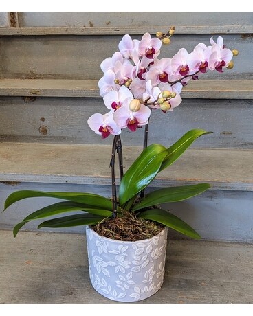 Pink Mini Orchid Plant