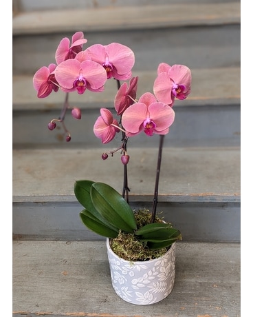 Unique Salmon Phalaenopsis Orchid Plant