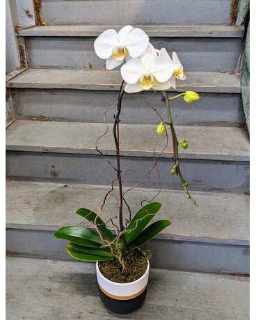 Single White Waterfall Orchid Plant