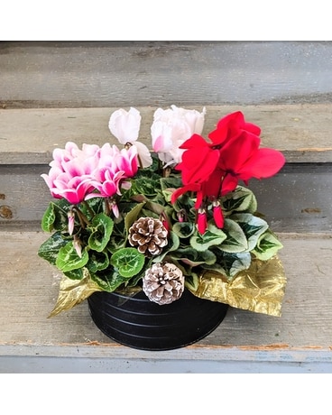 Blooming Cyclamen Trio Plant