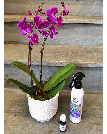 Mini Purple Orchid Bundle Plant