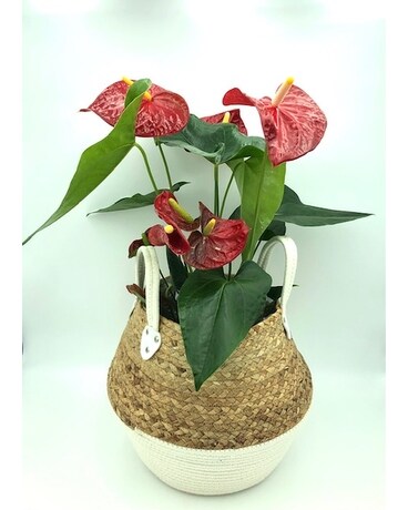 Boho Red Anthurium Plant