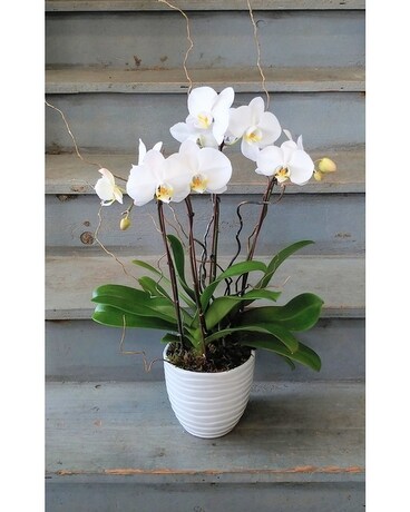 Four Stemmed White Phalaenopsis Plant