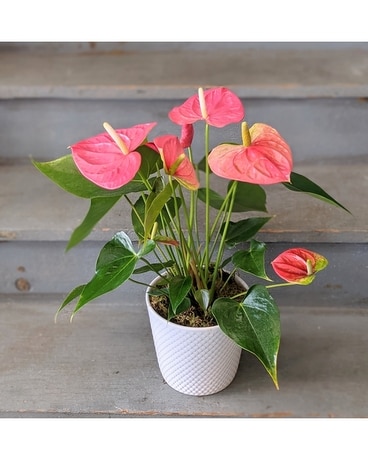 Pretty Pink Anthurium Plant