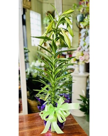 Easter Lilies Plant