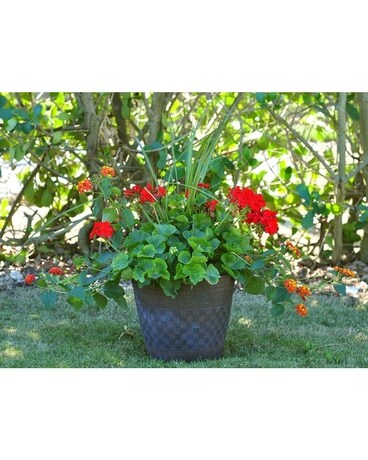 Potted Geraniums Plant