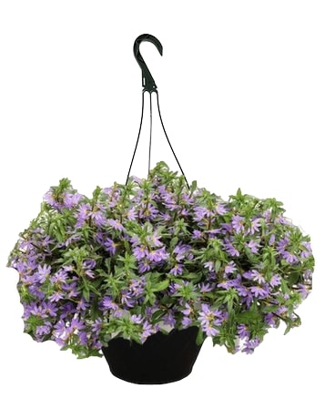purple Scaevola hanging basket Flower Arrangement