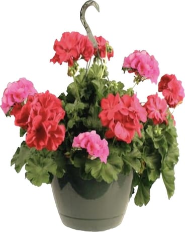 Geranium basket (dk pink Not guaranteed) Flower Arrangement