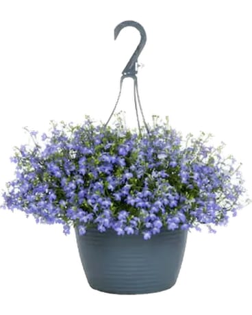 blue Lobelia hanging basket Flower Arrangement
