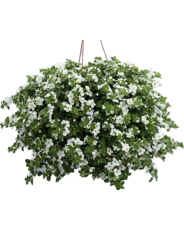 white Bacopa hanging basket Flower Arrangement