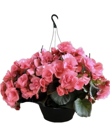 Rieger Begonia basket (pink Not guaranteed) Flower Arrangement