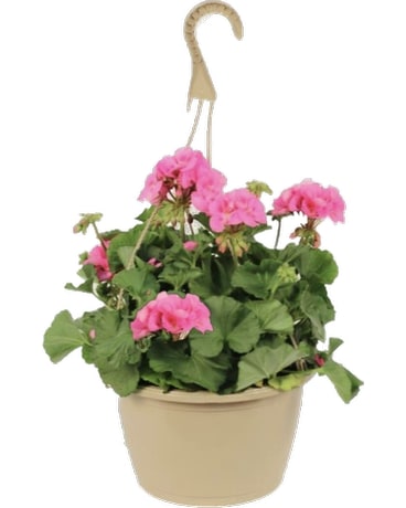 Geranium basket (light pink Not guaranteed) Flower Arrangement