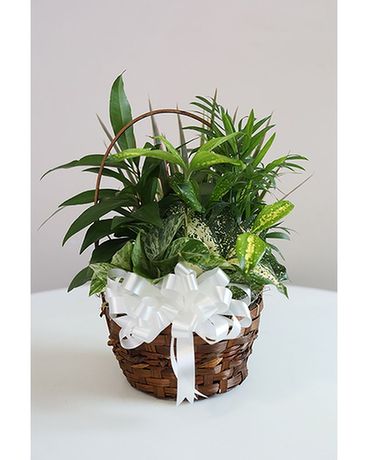 Dish Garden #3 Plant
