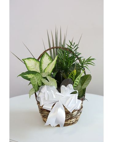 Dish Garden #5 Plant